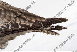 animal skin feather 0015